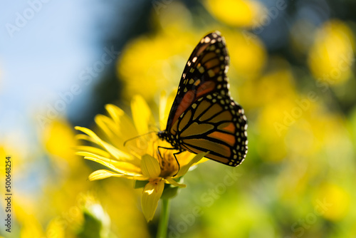 near silhouette of monarch butterfly on a cup plant blossom (Silphium perfoliatum)