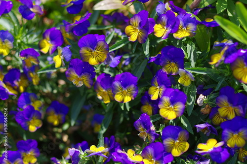 青と黄色のコントラストの綺麗な可憐な花弁の花