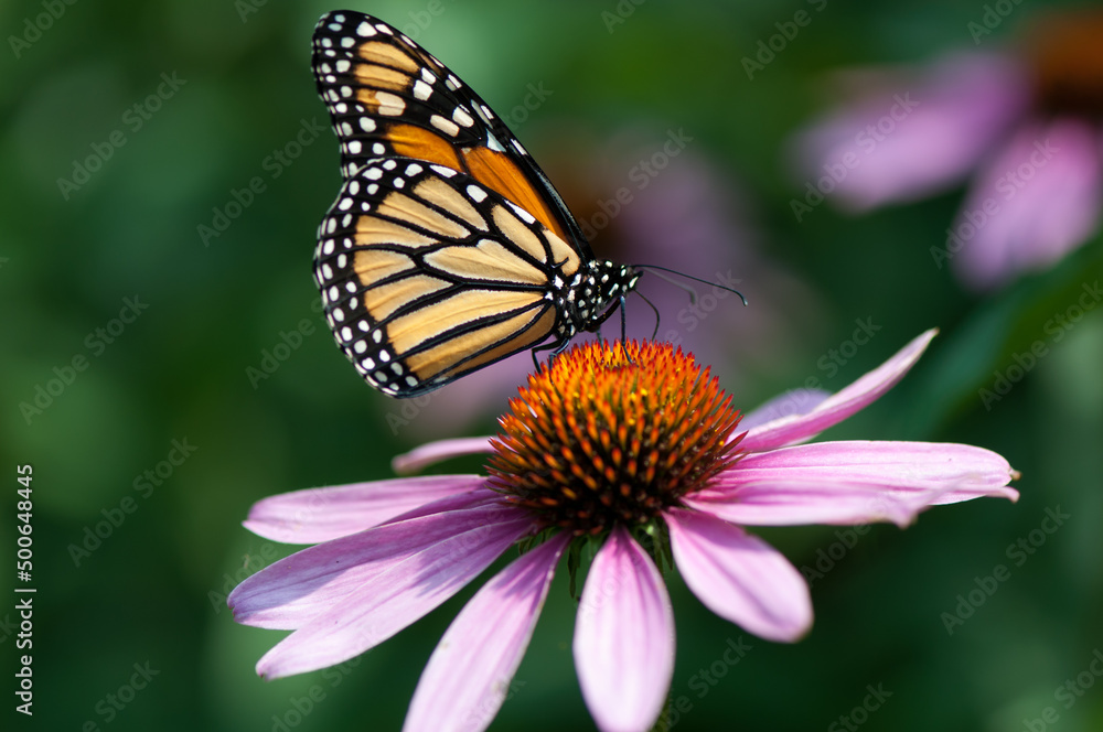 Obraz premium monarch butterfly on an echinacea flower