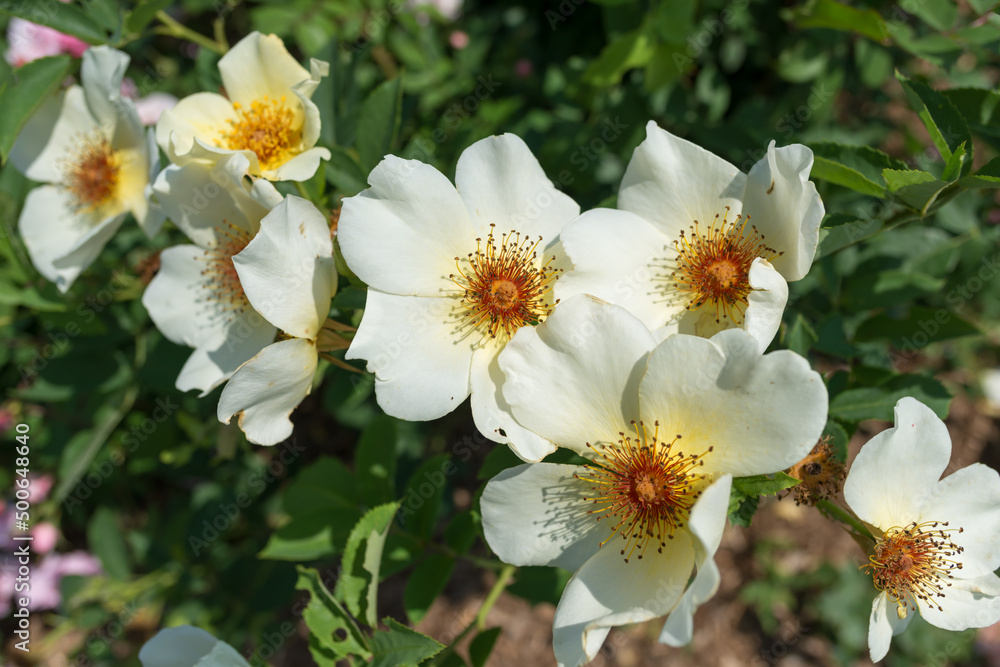 Obraz premium simple yellow roses in the sun