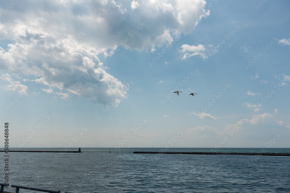 two swans in flight over the lake with clouds