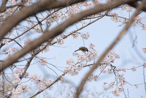 Birds in cherry tree