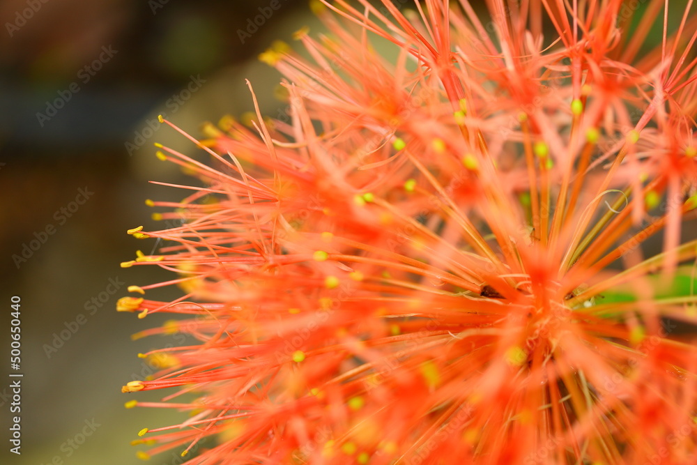 April flower macro image with spikes in natural background. April flower macro image with spikes in natural background.