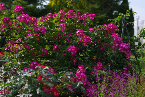 太陽の光を浴びて咲き誇るバラ園の気品漂うピンク色の薔薇の花 © Enriqecido
