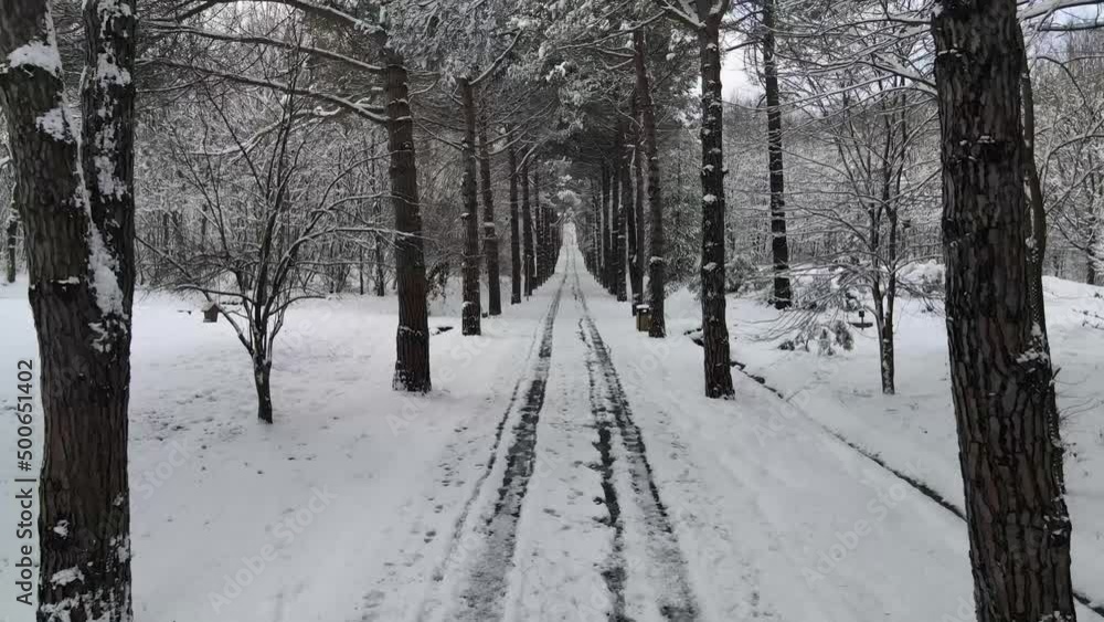 Ataturk Arboretum in the Winter Season Drone Video, Sariyer Istanbul, Turkey Ataturk Arboretum in the Winter Season Drone Video, Sariyer Istanbul, Turkey
