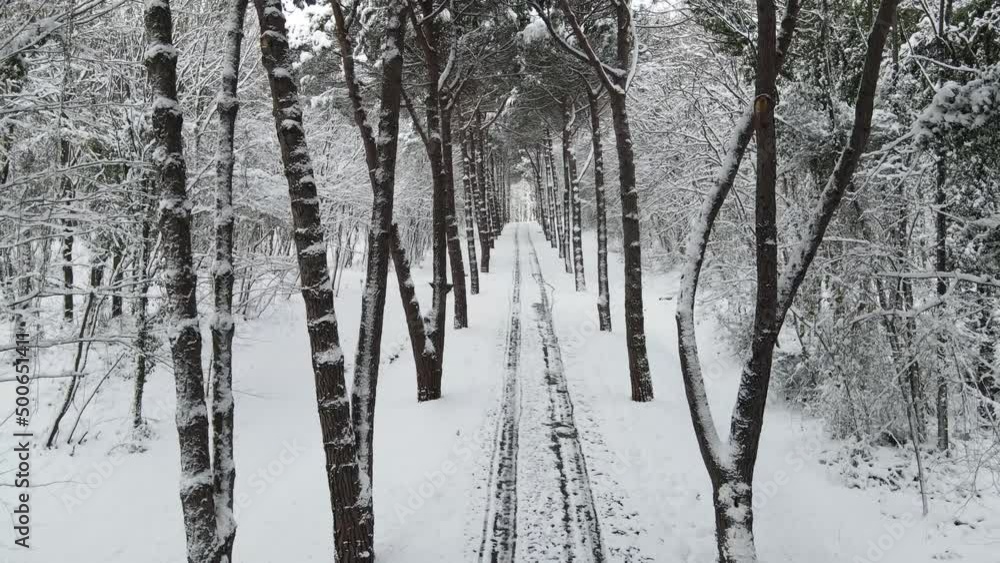 Ataturk Arboretum in the Winter Season Drone Video, Sariyer Istanbul, Turkey Ataturk Arboretum in the Winter Season Drone Video, Sariyer Istanbul, Turkey