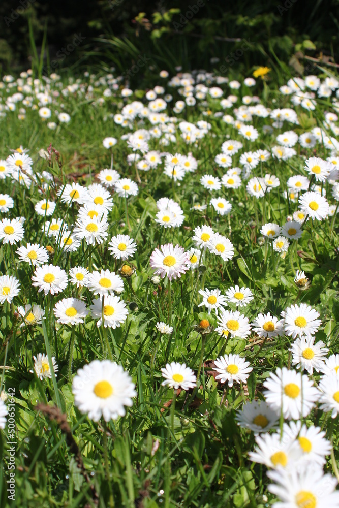 Fototapeta premium White daisies abound in the United States.