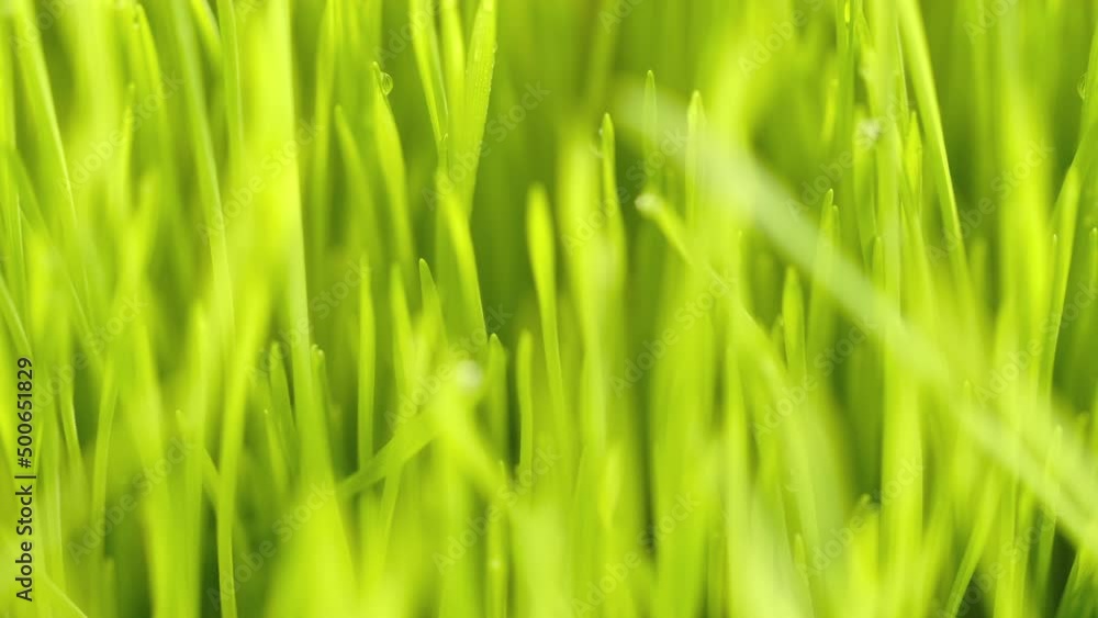 fresh morning water dew drops on vibrant green grass lit by the sun close up slow motion fresh morning water dew drops on vibrant green grass lit by the sun close up slow motion