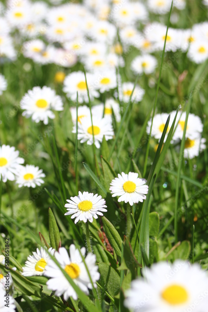 Fototapeta premium Little white daisies grow in a green field on a hot day in Canada.