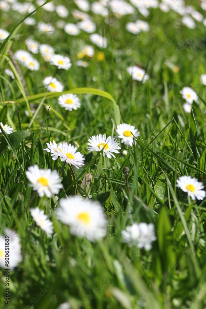 Little white daisies grow in a green field on a hot day in Canada. Little white daisies grow in a green field on a hot day in Canada.