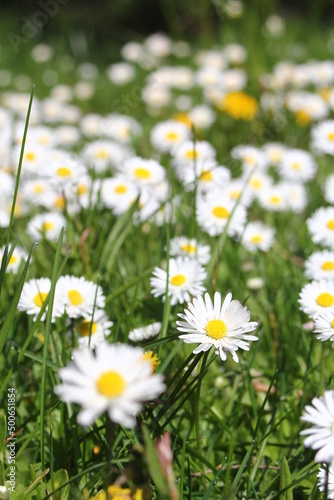 Little white daisies grow in a green field on a hot day in Canada.