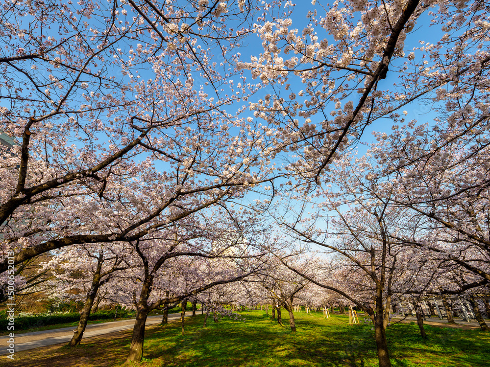 大阪城公園の桜の花 Stock Photo | Adobe Stock