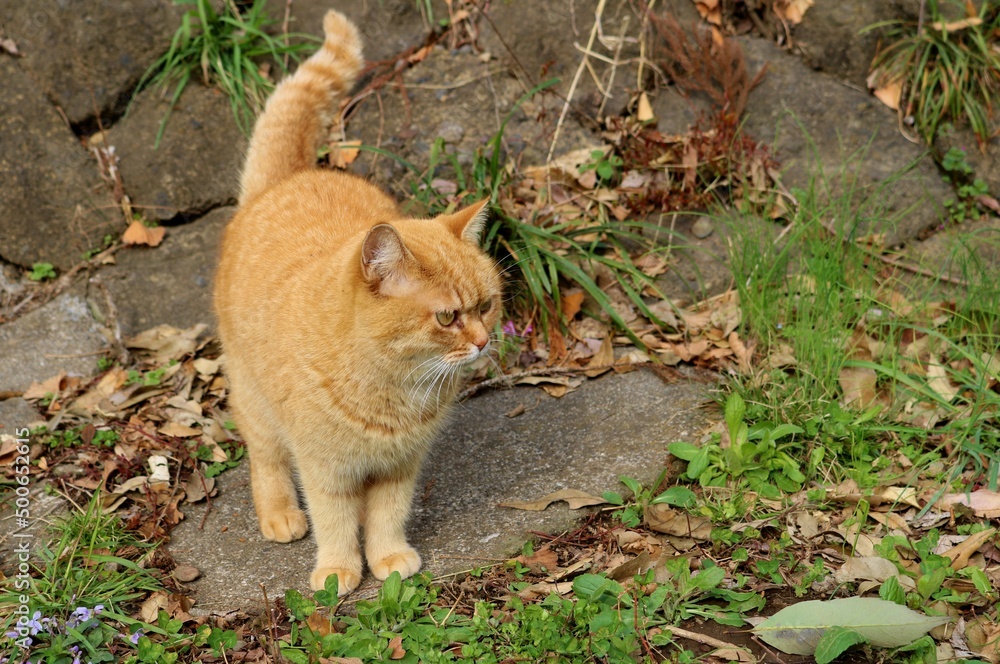 Fototapeta premium 春の日 散歩中の猫 ふわふわチャトラ