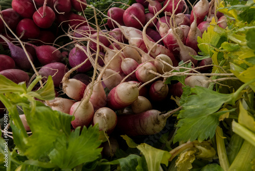 radish close up at a farmers market