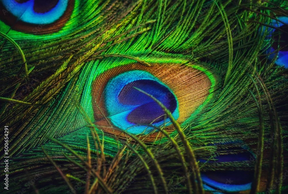 Naklejka premium Peacock feather closeup. Peafowl feather. Mor pankh. Abstract background.