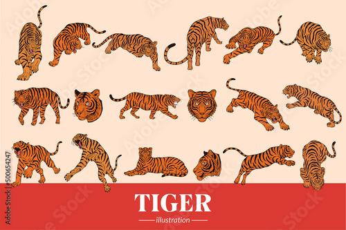 Set Mega Collection Bundle Tiger beast face wild poses isolated cartoon clipart illustration