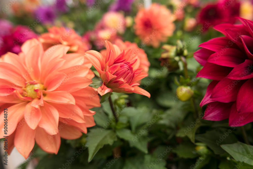 flowers at a farmers market