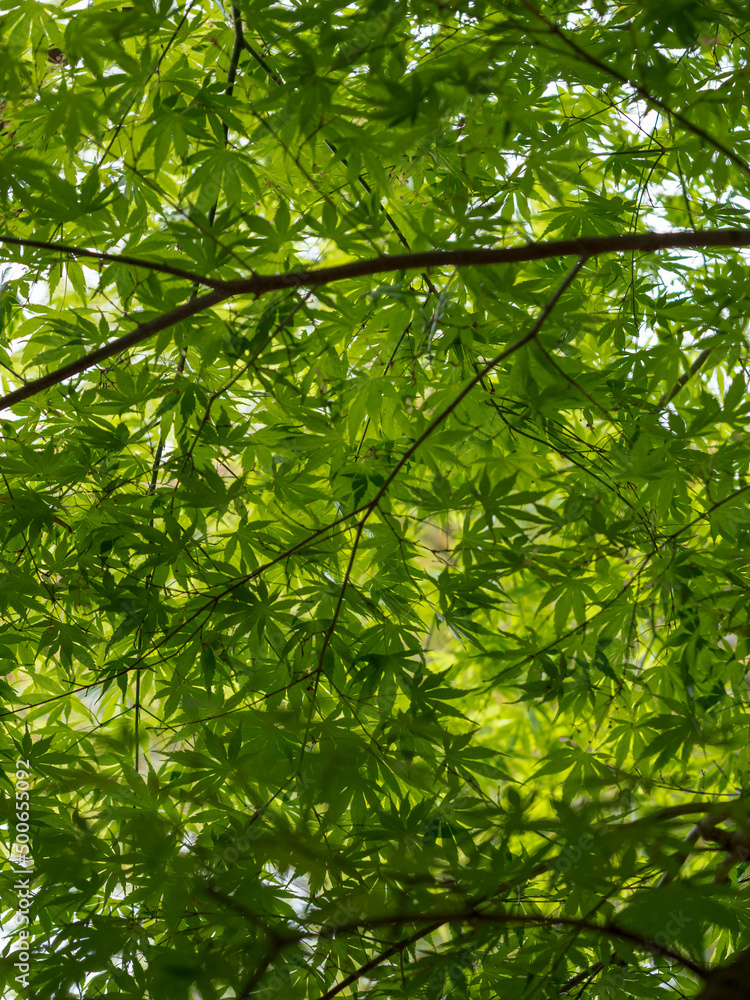 Fototapeta premium Small parts of nature create a nice design. It soothes my heart.