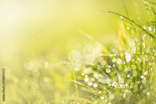 Dewdrops glitter as a bokeh over fresh grass in the morning sun