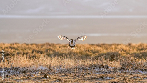 A Male Greater Sage Grouse Takes Flight at a Lek in Colorado in April