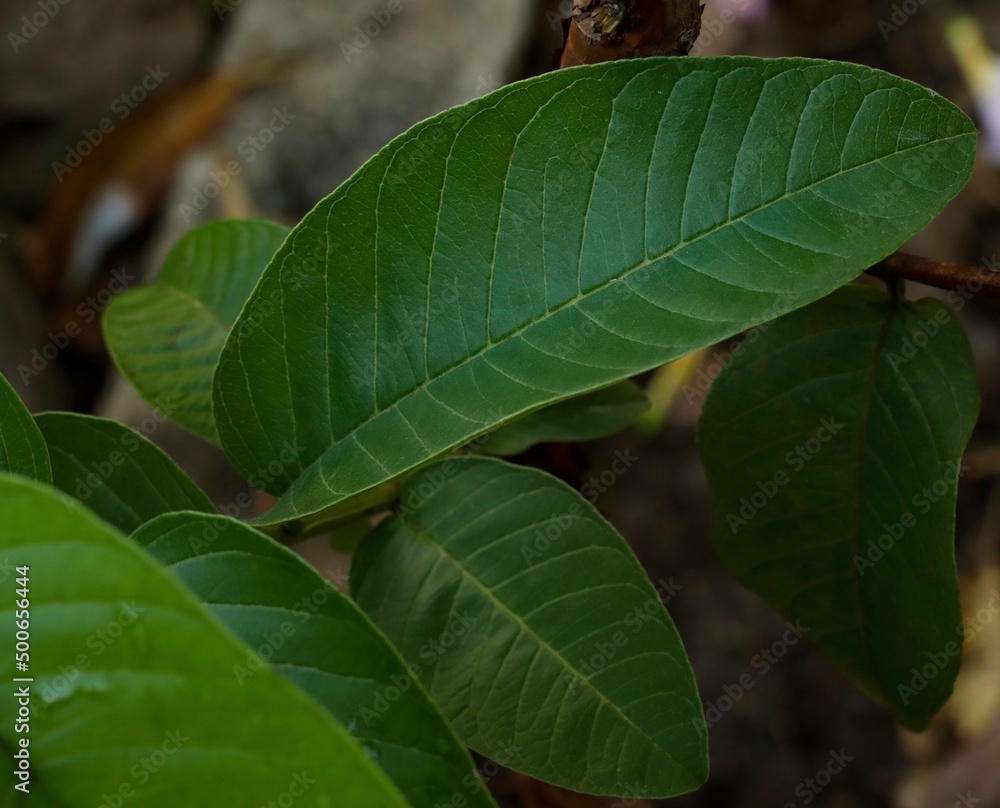 close up of a green leaf. Guava leaf. Leaf background. close up of a green leaf. Guava leaf. Leaf background.