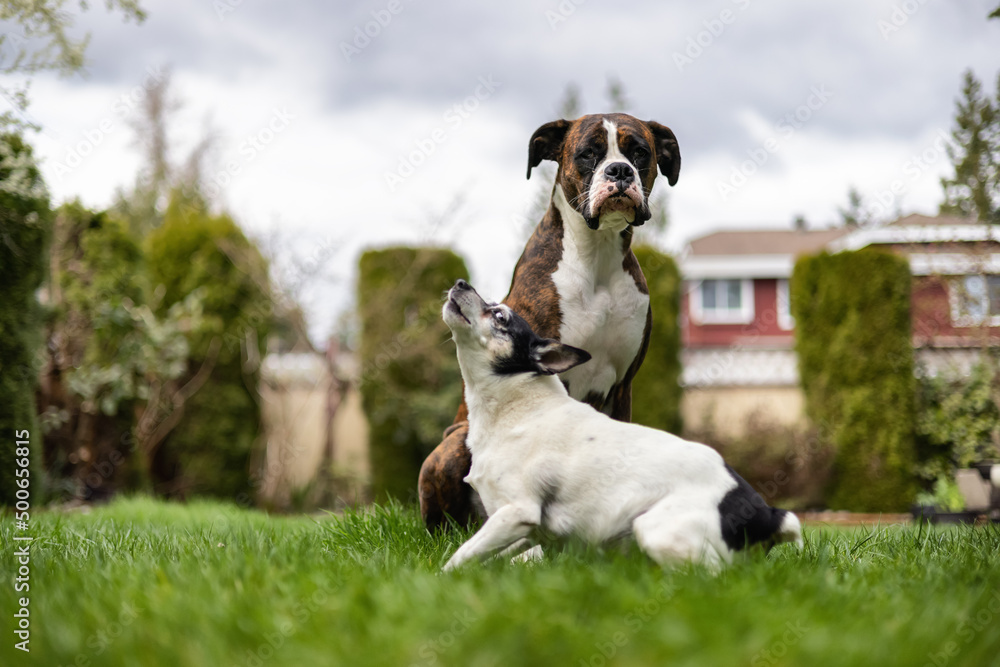Obraz premium Adorable Boxer Dog and Toy Fox Terrier sitting on grass outside.