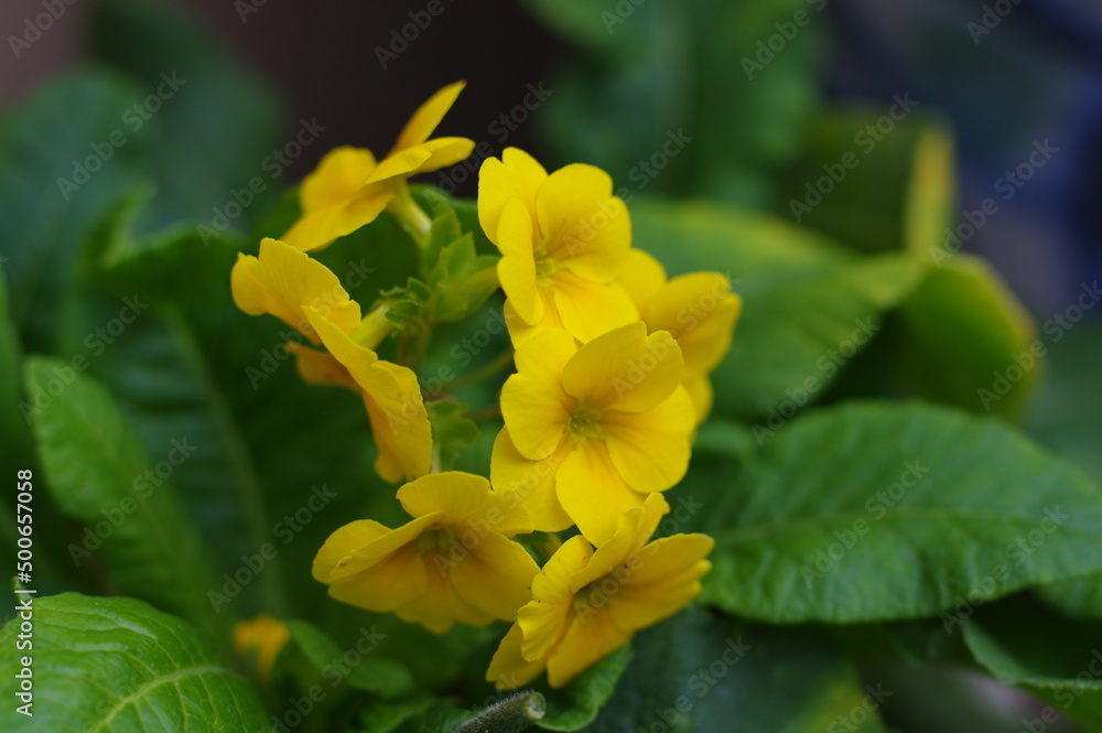 Fototapeta premium 黄色い小さな可愛い花弁のお花