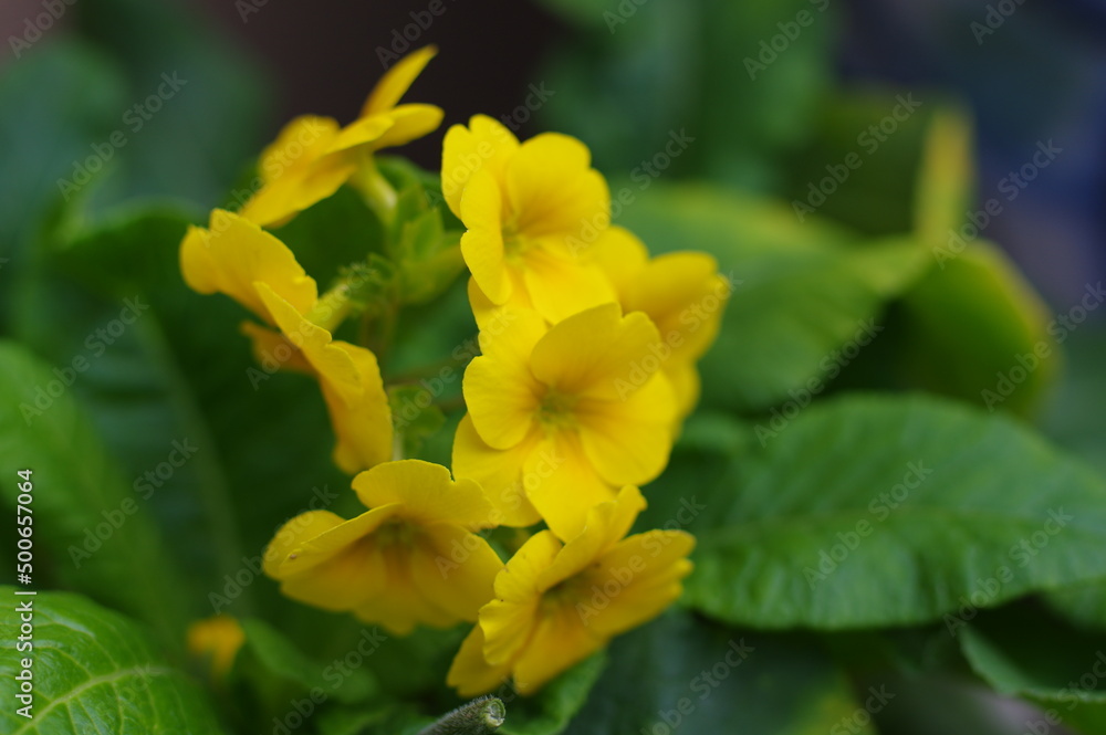 Fototapeta premium 黄色い小さな可愛い花弁のお花
