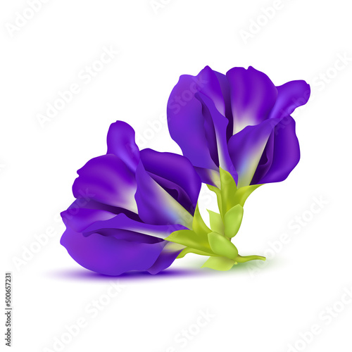 Blue pea flower or Butterfly pea purple isolated on white background. (Clitoria ternatea) Vector EPS10.