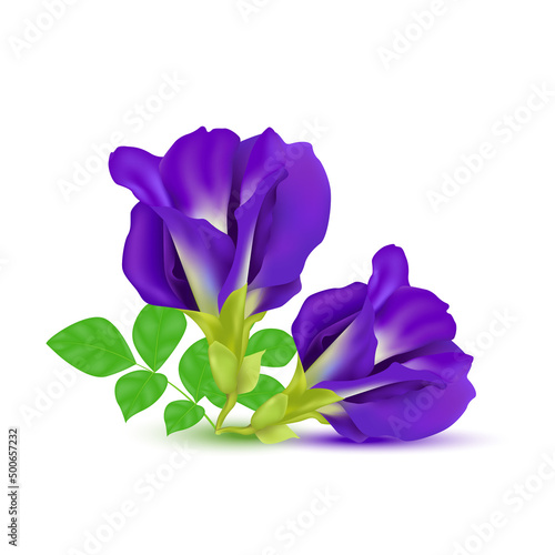 Blue pea flower or Butterfly pea purple isolated on white background. (Clitoria ternatea) Vector EPS10.