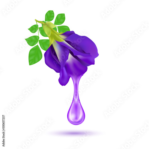 Water drop from fresh pea flower or Butterfly pea purple (Clitoria ternatea). Medicinal plant. Medical concept. Realistic 3D vector. Isolated on white background. photo