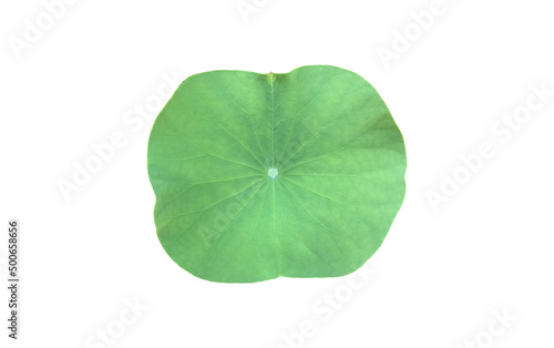 Isolated waterlily or lotus leaf with clipping paths.