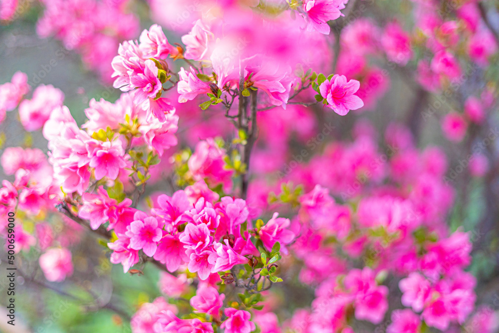 あしかがフラワーパークの花 あしかがフラワーパークの花
