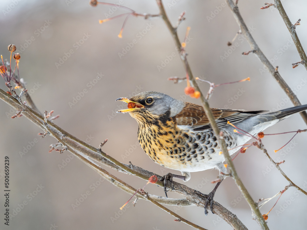 Fieldfare sitting on the bush and feeding on wild red apples in winter or early spring time. Fieldfare sitting on the bush and feeding on wild red apples in winter or early spring time.