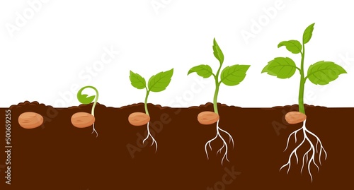 Plant growth stages, sprout grow cycle of seeds of tree or flower, vector agriculture seedling process. Plant grow stages from seed to leaf sprout in ground, garden or farm sapling phases