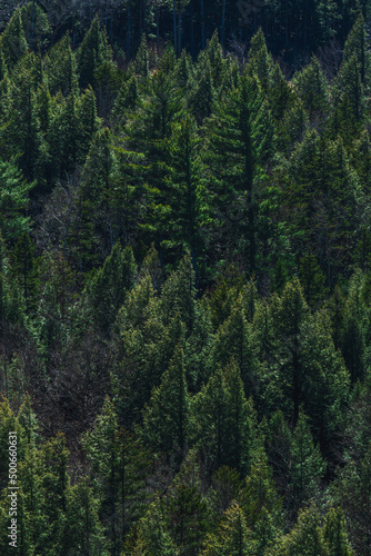 Fototapeta Naklejka Na Ścianę i Meble -  White Mountain National Forest, New Hampshire