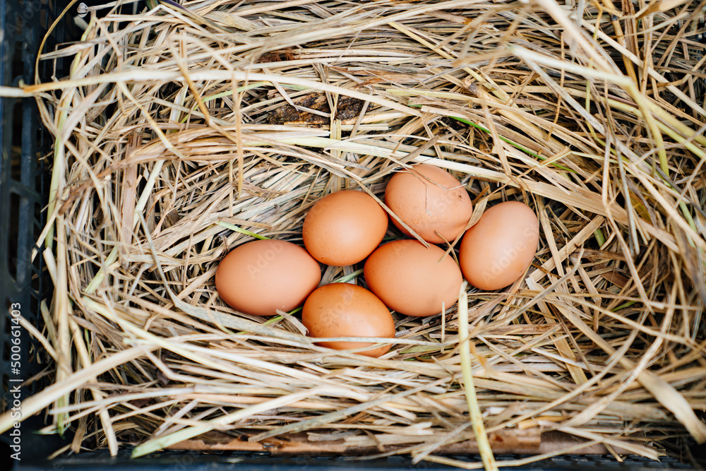 a chicken coop. a nest with chicken eggs. laying hen. a chicken coop. a nest with chicken eggs. laying hen.
