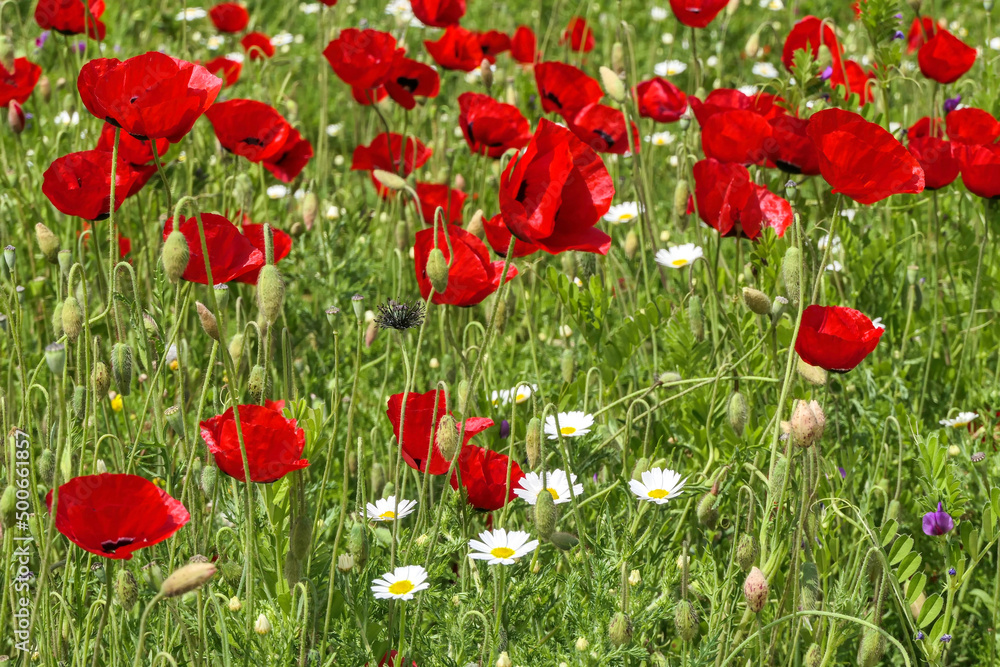 Fototapeta premium View of a meadow with red poppies and white daisies. Soft Focus