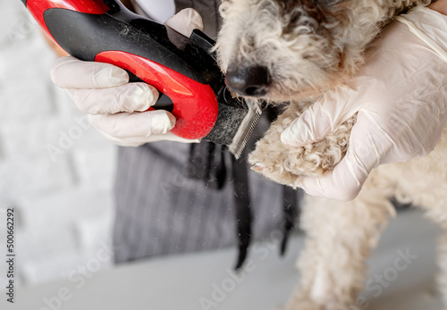 Canvastavla Tired bichon frise dog being groomed by the woman hand in gloves at home