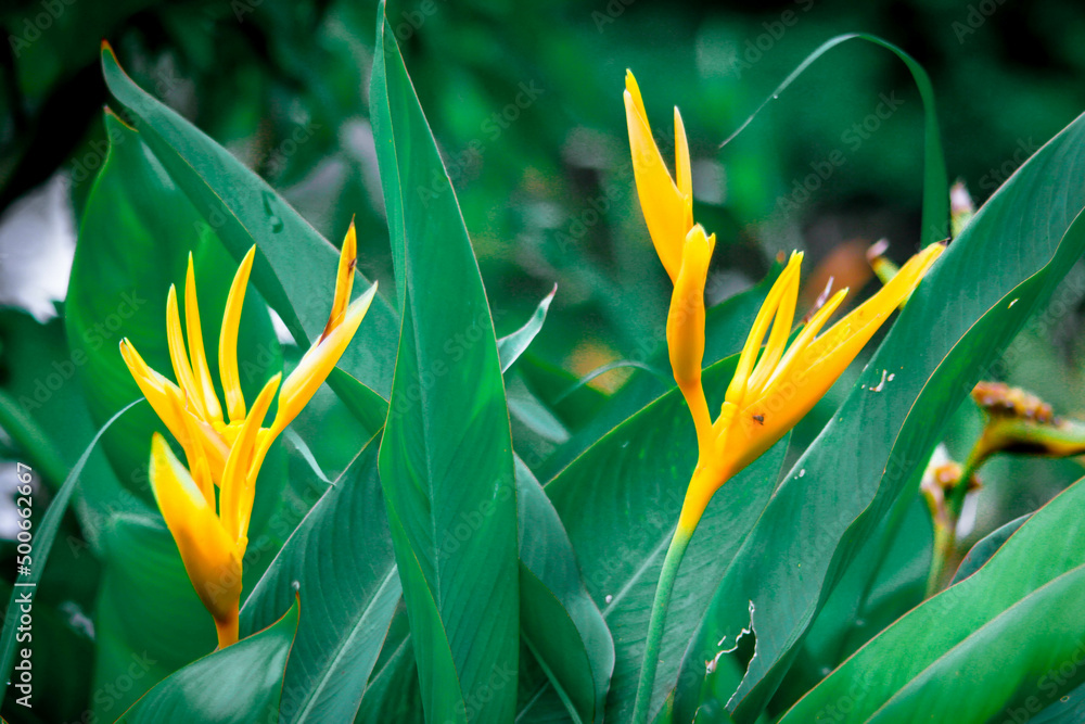 Obraz premium Bird of paradise flowers yellow with green leaves There are many in Asia.