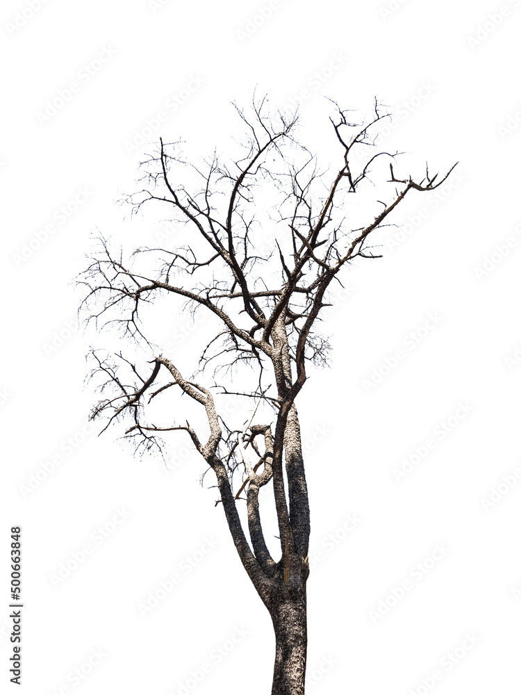 Obraz premium The pattern of dry leafless tree isolated on white background.