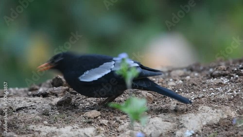 Grey-winged blackbird (Turdus boulboul) spotted near Sattal in Uttarakhand, India photo