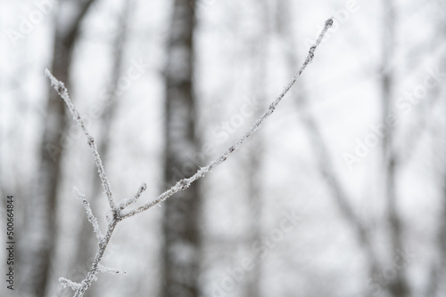 A snow-covered, dry blade of grass covered with frost and ice crystals. A snow grove with a dry blade of grass, ice crystals and frost on a dry blade of grass in the steppe. © VikaDiKareva