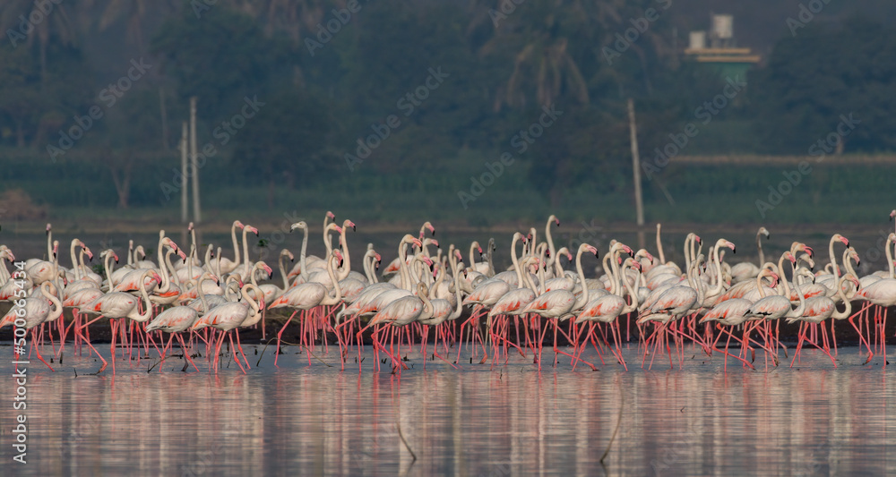 Naklejka premium Flock of Greater Flamingos with their pink reflection in the waters at Bhigwan in Maharashtra, India