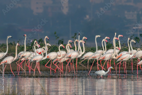 Flock of Greater Flamingos with their pink reflection in the waters at Bhigwan in Maharashtra, India
