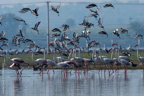 Flock of Greater Flamingos preparing to take flight as a flock of godwits takes off at Bhigwan in Maharashtra, India