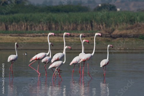 Flock of Greater Flamingos with their pink reflection in the waters at Bhigwan in Maharashtra, India