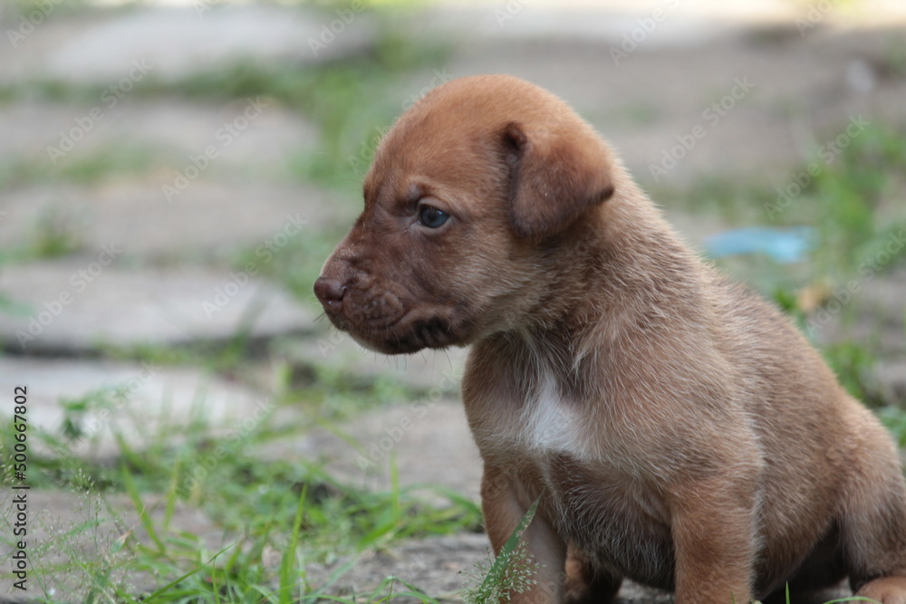 moody Brown pet dog puppy sitting on the ground moody Brown pet dog puppy sitting on the ground