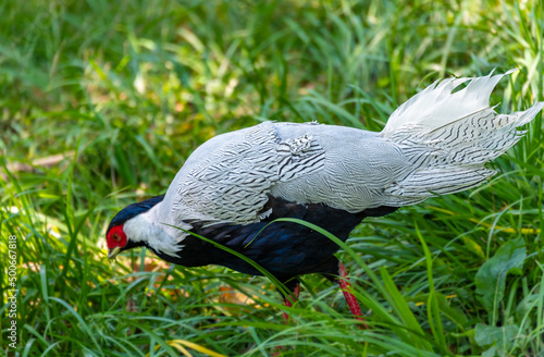 Pheasant -- silver pheasant