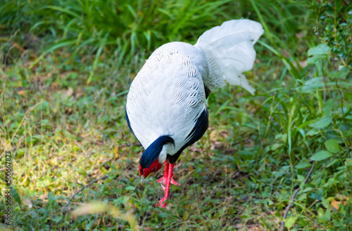 Pheasant -- silver pheasant